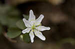 Rue anemone <BR>Windflower